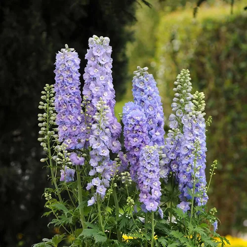 Vista 13 de Eden Brothers Semillas Delphinium - Campana Azul