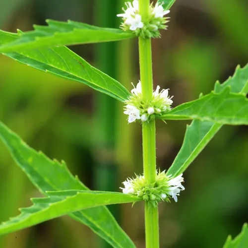 Vista 2 de Palm Beach Medicinal Herbs Semillas de Bugleweed (Lycopus americanus) 20 Semillas