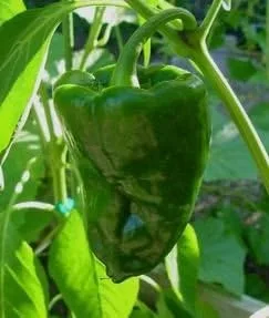 Vista 2 de Pepper Hot Poblano Ancho Great Heirloom Vegetable By Seed Kingdom 30 Semillas