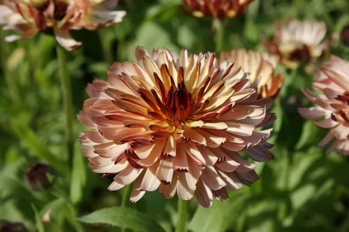 Vista 9 de 500 Colores Mezclados Fancy Mix Pot Caléndula Caléndula Officinalis Semillas De Flor