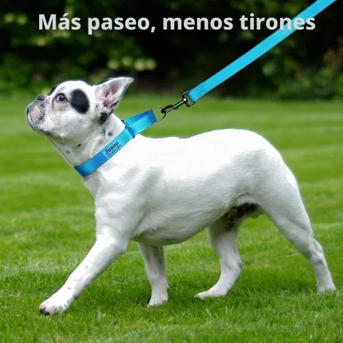 Vista 3 de Collar de martingala personalizado para perros con hebilla de liberación rápida - Collar reflectante de nailon con nombre y número de teléfono