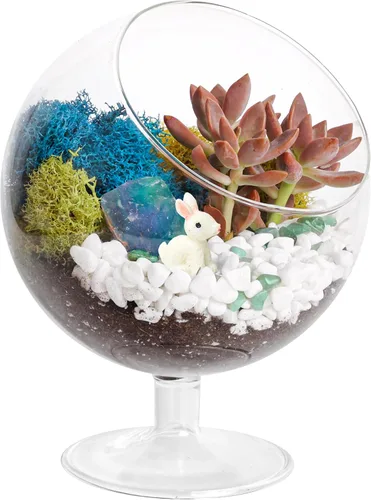 Vista 5 de Creations by Nathalie Kit de bricolaje de terrario cáliz de 6" con plantas vivas - Construye tu propio terrario de vidrio para adultos y niños