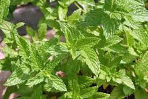 Vista 3 de Menta herbácea, semillas herbáceas, sin OMG, 20 semillas de menta, deliciosas