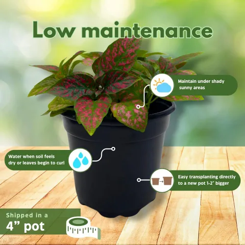 Vista 5 de BubbleBlooms Red Hypoestes Phyllostachya en una planta de flamenco de lunares de 4 pulgadas
