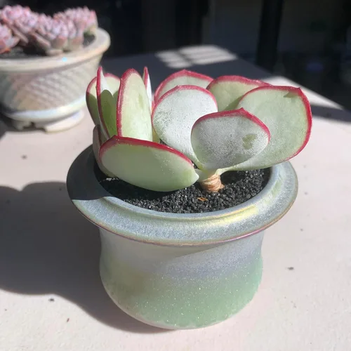 Vista 4 de Plantas Suculentas Vivas Echeveria 'White Eyebrow' 2 pulgadas Paquete de 3, Suculentas Verdes Raras Raíz Desnuda Sin Tierra de Maceta, Plantas Vivas