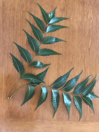 Vista 7 de Hojas frescas de neem (50) Margosa, Azadirachta Indica, lila india, nim, el nimbo de la India Uso de té sin cafeína Remedio herbario