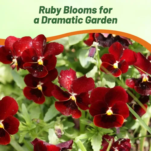 Vista 7 de Outsidepride Arkwright Ruby Viola - Semillas de pensamiento para plantar, 1000 unidades. Flores perennes, resistentes al frío y aptas