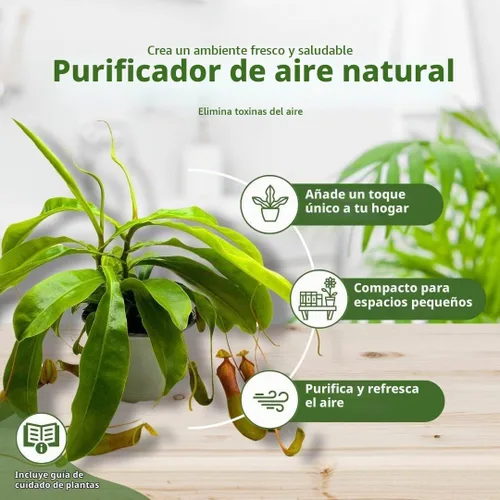 Vista 9 de BubbleBlooms Carnívora Planta Nepenthes Jarra alada 6 pulgadas HB