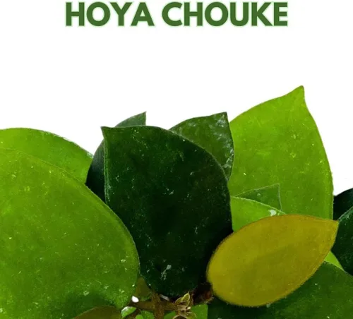 Vista 2 de BubbleBlooms Hoya Chouke 2 pulgadas