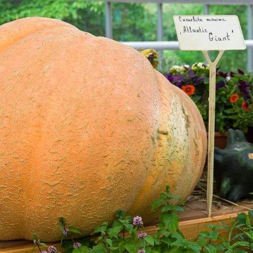 Vista 4 de Calabaza-Atlántico Gigante (10 Semillas)