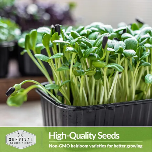 Vista 6 de Semillas de microgreens de girasol para brotar – Planta y cultiva brotes de nuez y crujientes llenos de proteínas y vitaminas – Heirloom de rápido