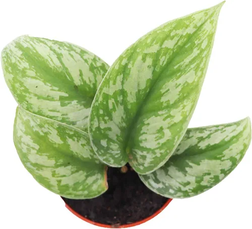 Vista 2 de Silver Splash Pothos - 4" de California Tropicals
