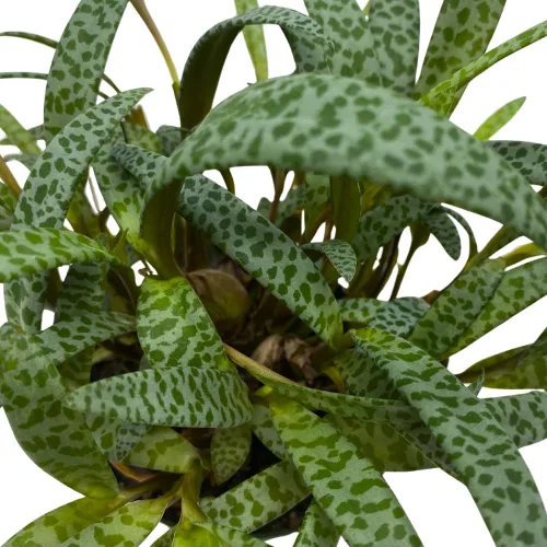 Vista 4 de BubbleBlooms Planta de leopardo Squill de plata, Ledebouria socialis, 4 pulgadas