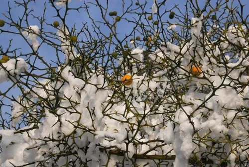 Vista 4 de Semilla de naranja resistente (Poncirus trifoliata) también conocida como naranja amarga china, zona resistente 5 (100 semillas)