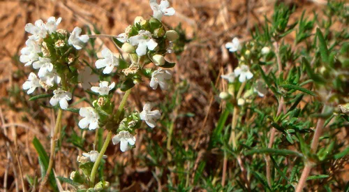 Vista 2 de Spanish Thyme Seeds, Thymus Zygis, Red Thyme, Tumillo, Hardy Zones 6-10, 100 Seeds