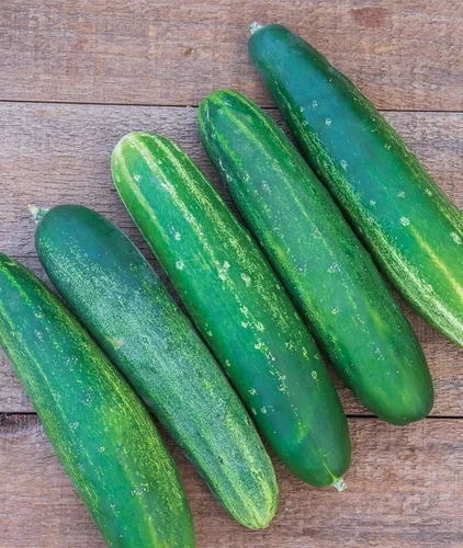 Vista 10 de Burpee "Marketmore 76" - Semillas de pepino para rebanar, 125 semillas No-GMO, Heirloom