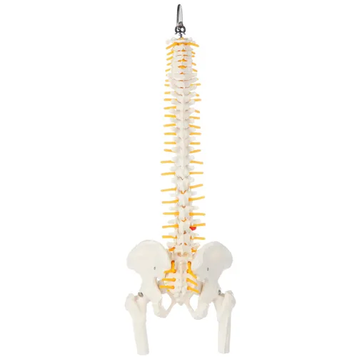Vista 5 de Axis Scientific mini modelo de anatomía de columna vertebral, incluye nervios y viene con soporte resistente. Nervios espinales, cabezas de fémur