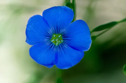 Vista 4 de Kingdom Seeds - Linda flor de jardín azul de lino, semillas de 1 onza