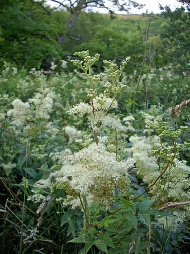 Vista 3 de Meadowsweet 350 Seeds (Filipendula ulmaria) Heirloom - Polinizado abierto