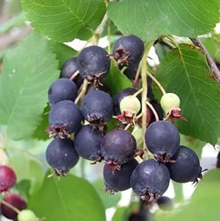 Vista 3 de 100 semillas de plantas de saskatoon serviceberry