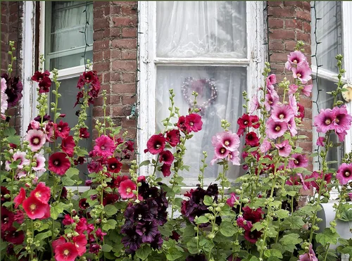 Vista 3 de Semillas Flores Hollyhock Spring Mix Perenne - 50 Semillas