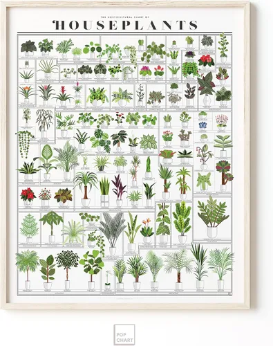 Vista 5 de Pop Chart Tabla hortícola de plantas de interior Arte de pared de 16 x 20 pulgadas Póster botánico Decoración de pared terrosa 100%
