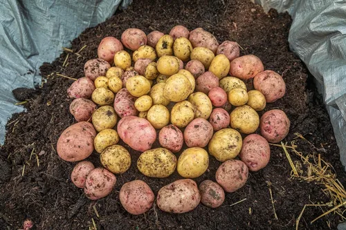 Vista 9 de Gardzen Paquete de 6 bolsas de cultivo de verduras sin BPA de 10 galones con solapa de acceso y asas, adecuadas para plantar papas, taro