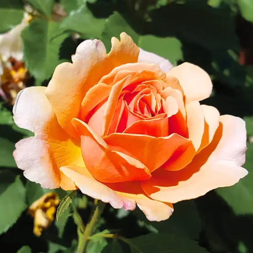 Vista 6 de Arbustos de rosas blancas cremosas listas para plantar, rosas trepadoras, plantas vivas fragantes, 6-8 pulgadas de alto en maceta, floración durante
