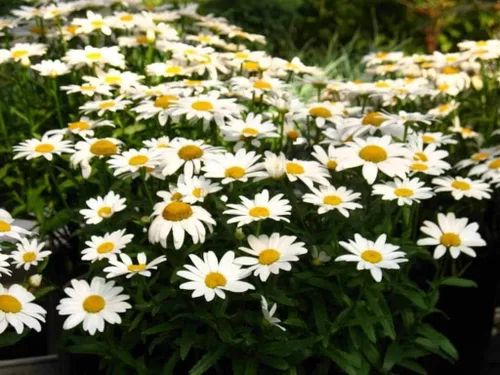 Vista 3 de Shasta Daisy Flower Seeds, 25 unidades de la marca COOL BEANS N SPROUTS