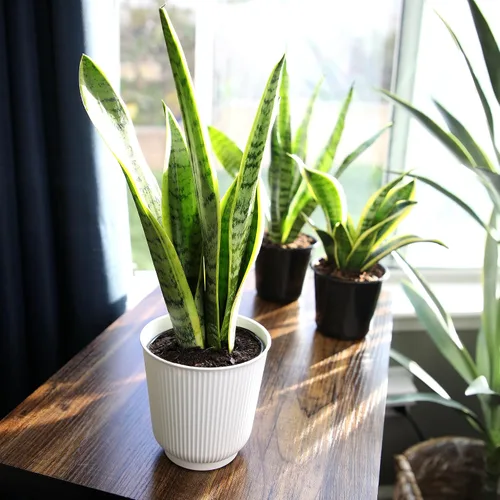 Vista 11 de Plants for Pets - Planta de serpiente viva con maceta blanca decorativa, suculentas Sansevieria Trifasciata Laurentii, plantas