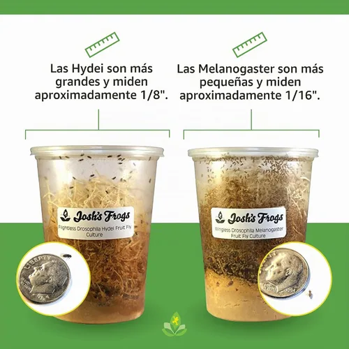 Vista 2 de Josh's Frogs Black Drosophila Hydei Fly Culture, 32 oz - Recién comenzado Negro Hydei