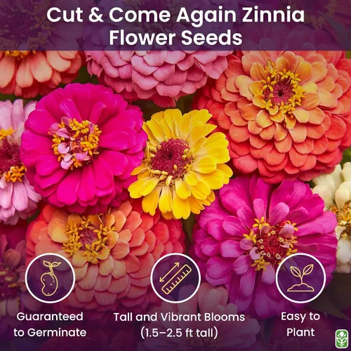 Vista 2 de Semillas de zinnia mixtas para plantar al aire libre - 300 semillas frescas - Flores de Zinnia cortadas y vueltas - Cultivadas en los Estados Unidos