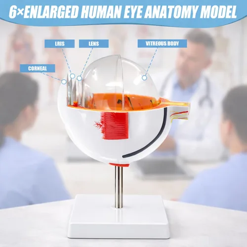 Vista 3 de Modelo de anatomía ocular, modelo de globo ocular ampliado 6X, modelo anatómico de ojo humano para estudiantes de educación científica, exhibición