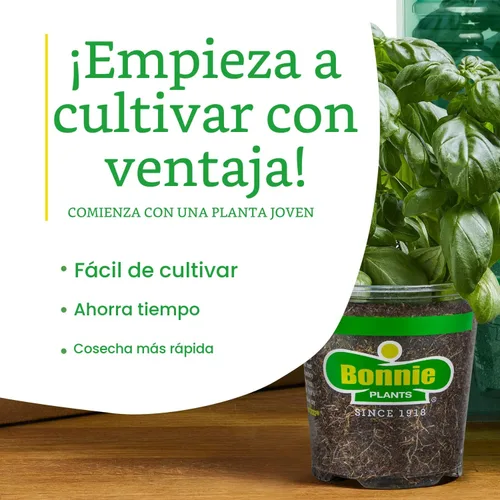 Vista 8 de Bonnie Plants Ichiban - Berenjena japonesa tipo – Paquete de 4 plantas vivas, ideales para contenedores, 10 pulgadas de largo, perfectas para asar
