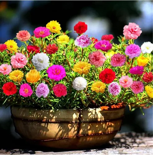 Vista 3 de Semillas Musgo Rosa Doble Mezcla Portulaca Flores Anuales