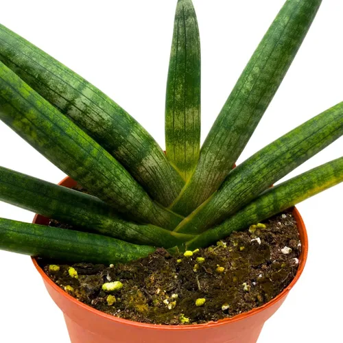 Vista 6 de BubbleBlooms Sansevieria Boncel Starfish - Planta de serpiente rara de 6 pulgadas
