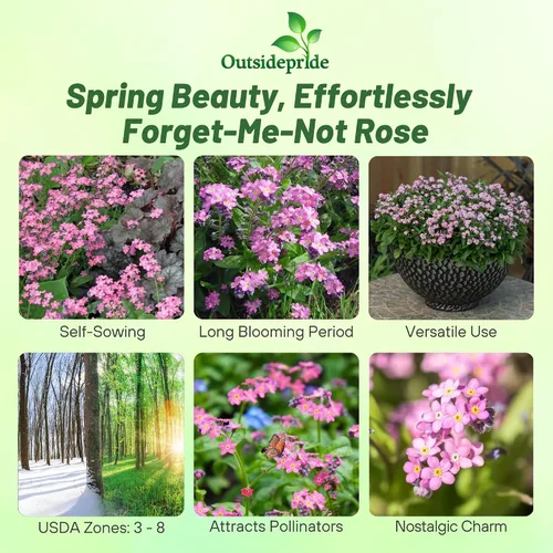 Vista 2 de Outsidepride 5000 semillas perennes Myosotis Alpestris Forget-Me-Not Rose Garden Semillas de flores para plantar