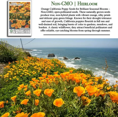 Vista 3 de Orange California Poppy, más de 1500 semillas de flores por paquete, semillas de jardín de Isla (semillas de jardín de Isla), semillas sin OMG