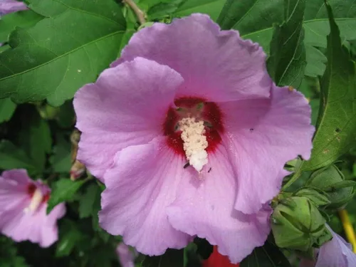 Vista 2 de Rosa Oscuro de Sharon Hibiscus Syriacus Flor Arbusto Jocad (50 semillas)