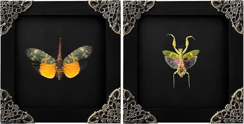 Vista 112 de 2 Real Dragonfly Specimens Shadow Box Framed Insect Display Oddities Curiosities Entomology Collection Natural History Wall Decor Gift for Nature