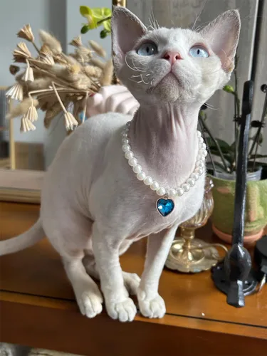 Vista 2 de Collar de perro con perlas y diamantes de imitación para perros pequeños, accesorios para collar de mascotas (azul marino, pequeño)