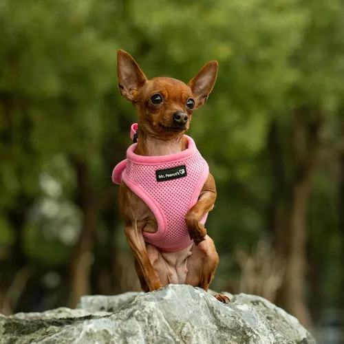 Vista 9 de Mr. Peanut's PupTrek - Arnés de malla suave para perros y gatos pequeños (talla XS, negro)