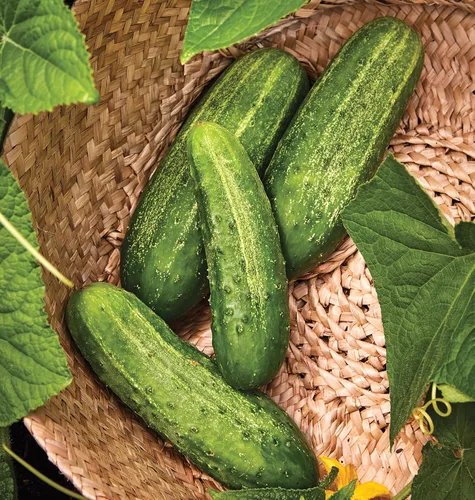 Vista 9 de Burpee "Marketmore 76" - Semillas de pepino para rebanar, 125 semillas No-GMO, Heirloom