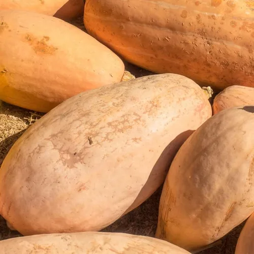 Vista 3 de Plátano rosa calabaza (10 semillas)