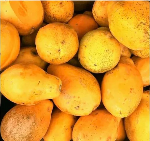 Vista 3 de Kejora Papaya hawaiana tropical fresca 3 piezas - Frutas exóticas