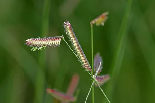 Vista 2 de 1000 Blue GRAMA Grass Gramma Bouteloua Gracilis Flower Mosquito Grass Seeds