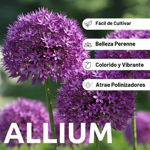 Vista 8 de 10 bulbos de Allium Purple Sensation Flores de globo moradas Bombillas