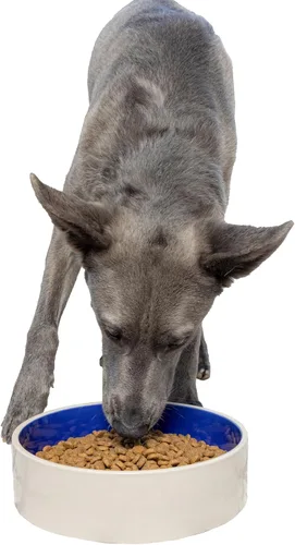 Vista 10 de SPOT Gres Cerámico - Cuenco para Mascotas para Gatos, Gatitos y Mini Perros, Cuenco de Cerámica Clásico Resistente Antideslizante para Alimentos