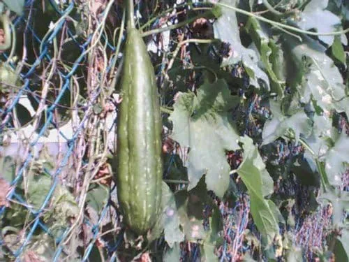 Vista 3 de Calabaza Esponja Luffa-Luffa 10+ Semillas