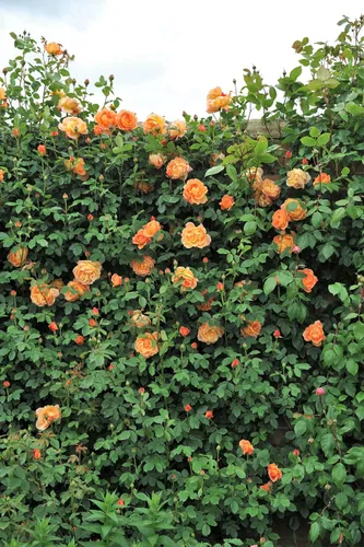 Vista 5 de 5 Seeds Orange Climbing Rose Rosa Bush Vine Climber Fragrant Butterfly Flower Seeds